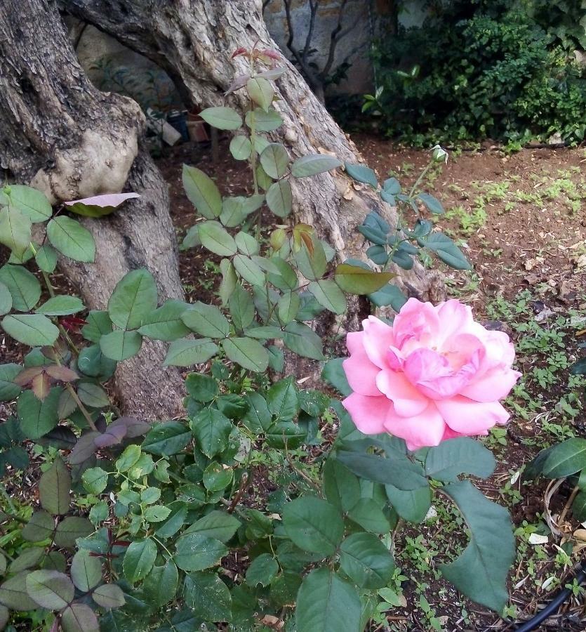 カリーニ Il Giardino Di Hyccaraヴィラ エクステリア 写真
